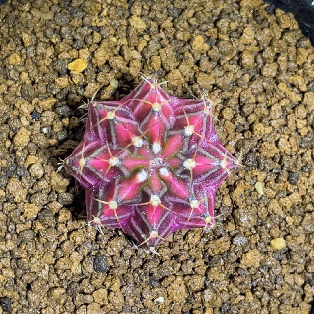 顺*米哈星球000000008