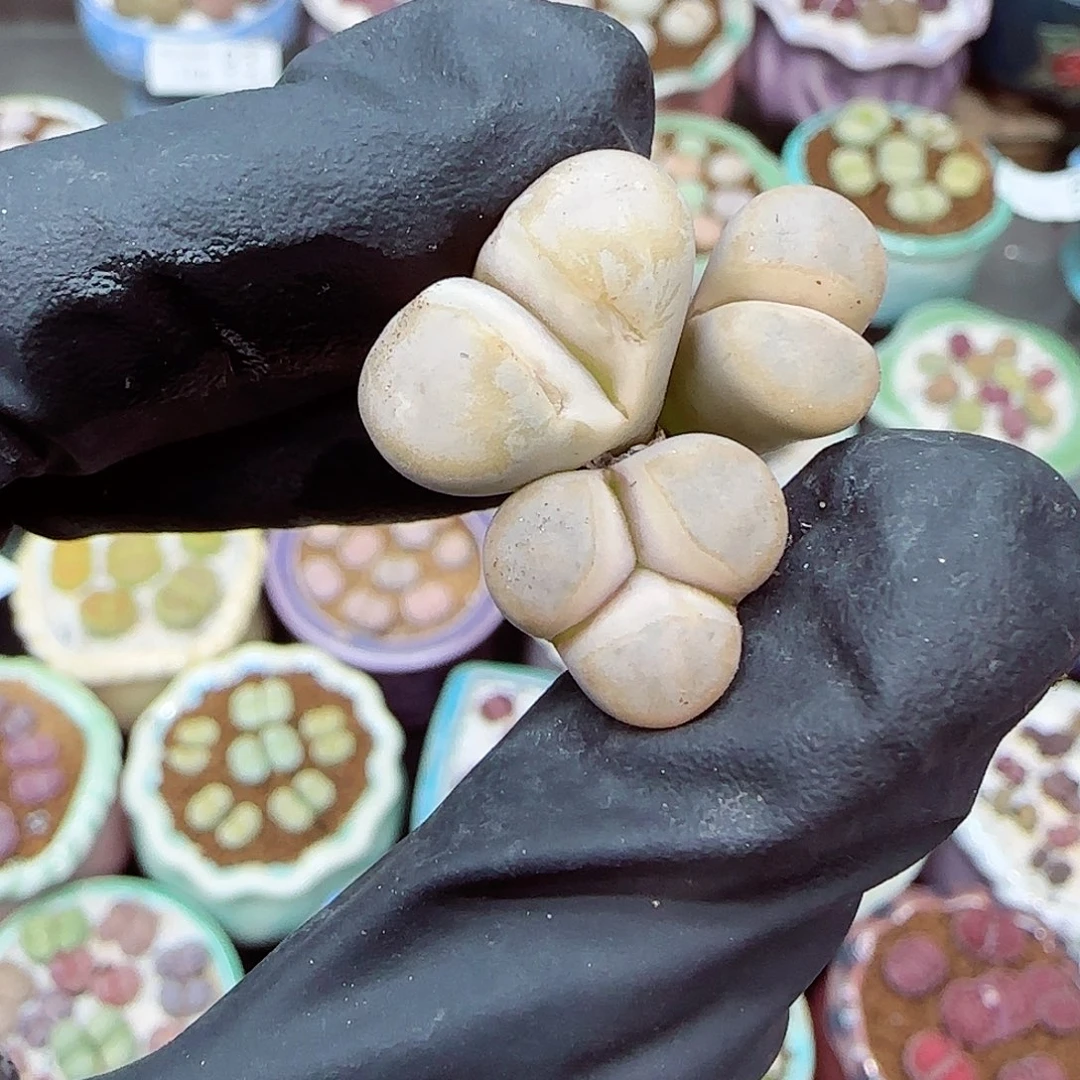 生石花满18包邮1108-96