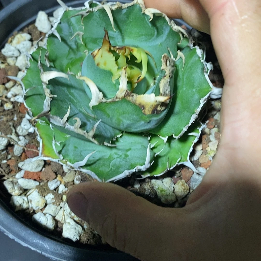 多肉植物龙蛇兰植物