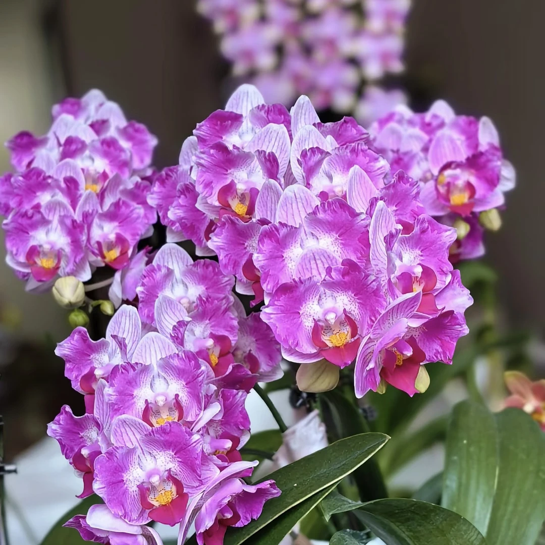 植趣花卉【风铃】自带变异3.0加高苗