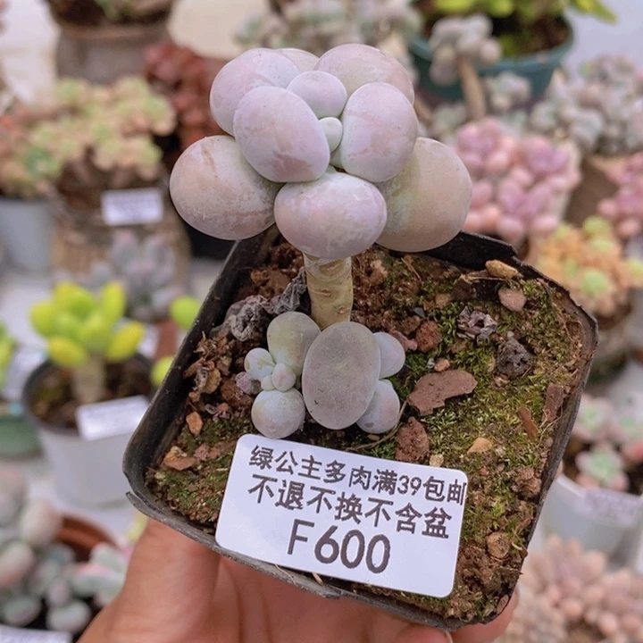 芭比奶洛600多肉植物