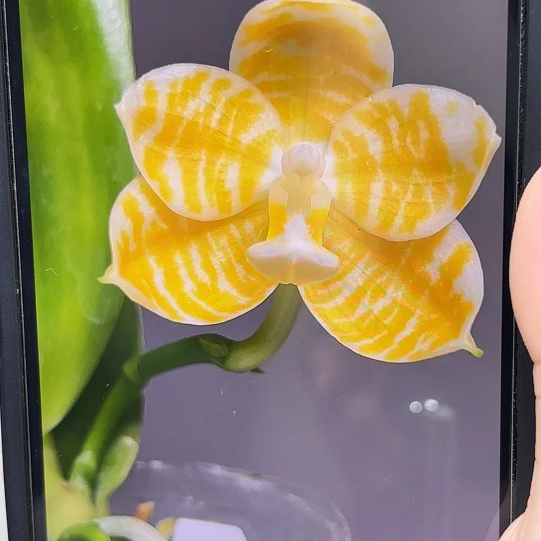 当前无花栽培后可以开花黄金斑马2代