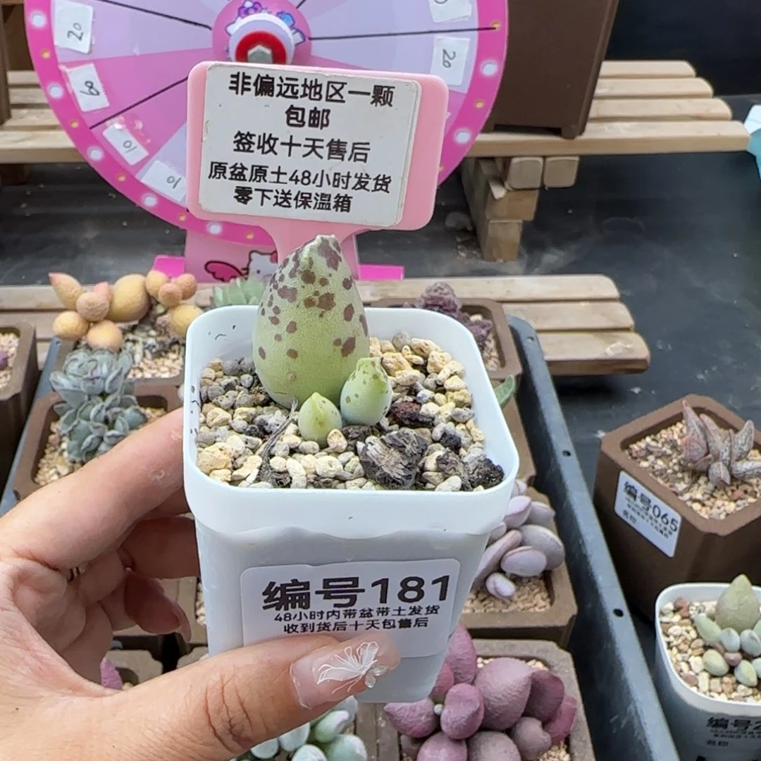 181黄金海报多肉植物