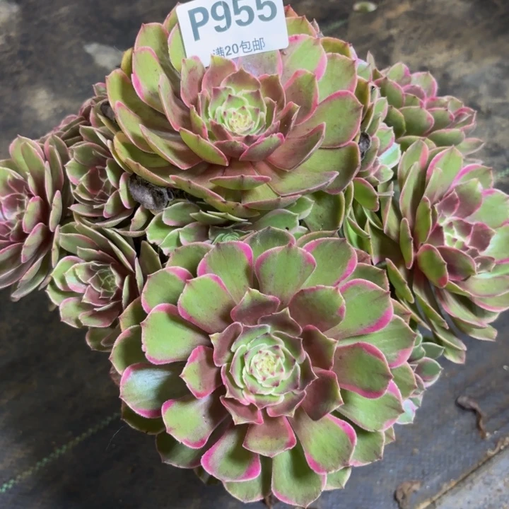 渝***妹瑞妈多肉植物955.