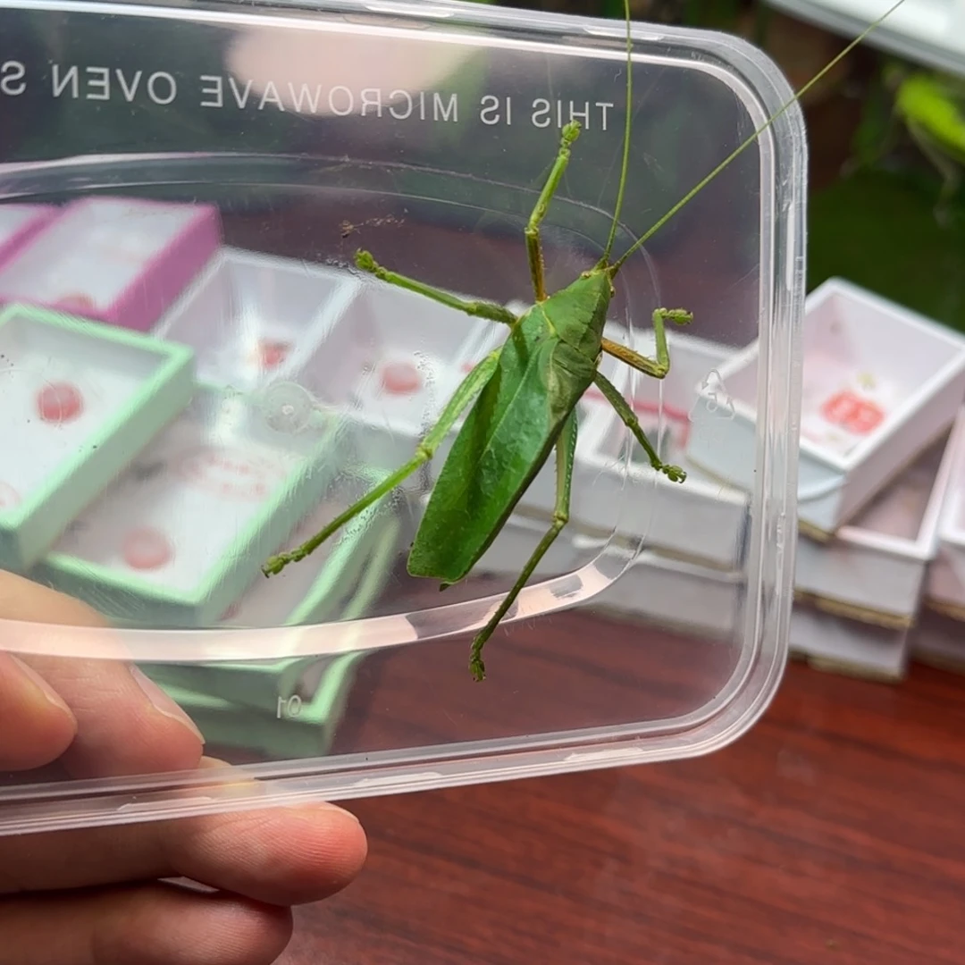 小弧少点须子鸣虫