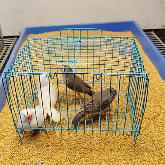 珍珠鸟白色杂毛一对
