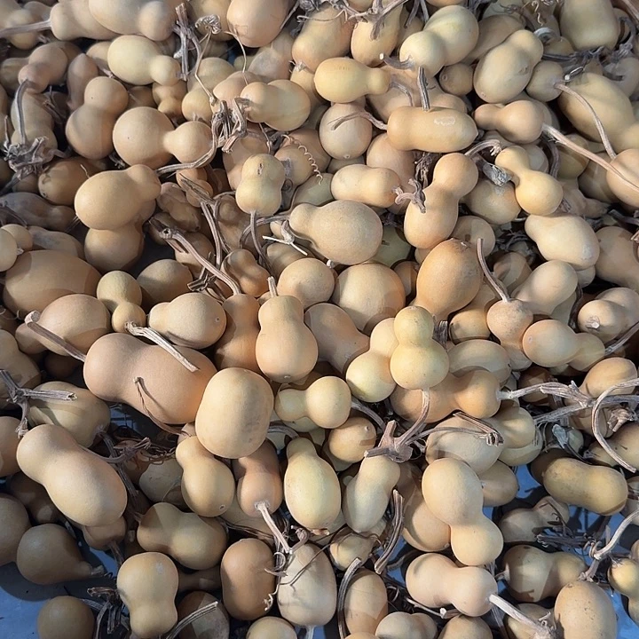 家***）花柱与花瓣均密生于花瓣