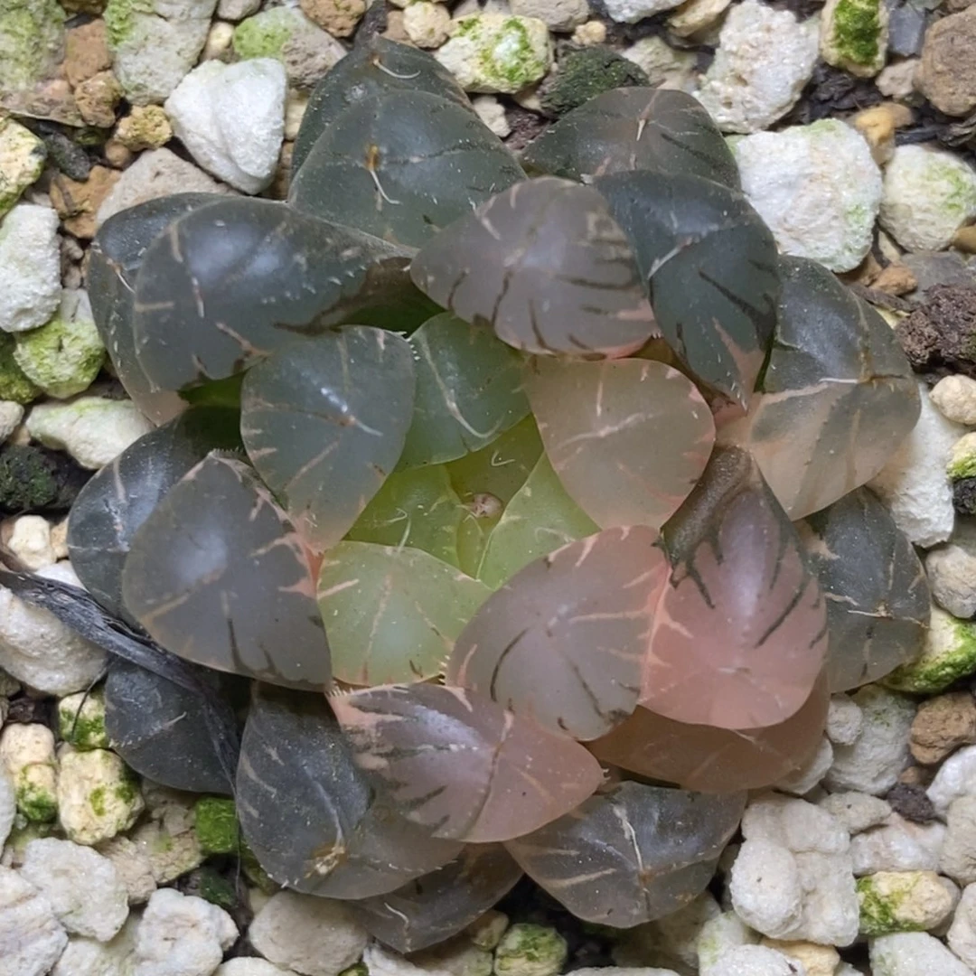 实生玉露锦一物一拍