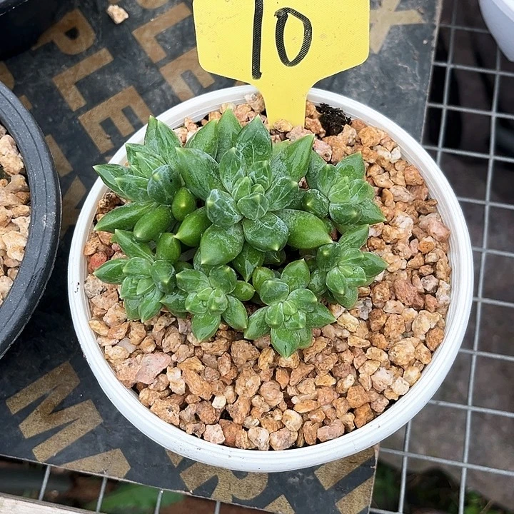 顾***说重楼10号码牌子的话题了