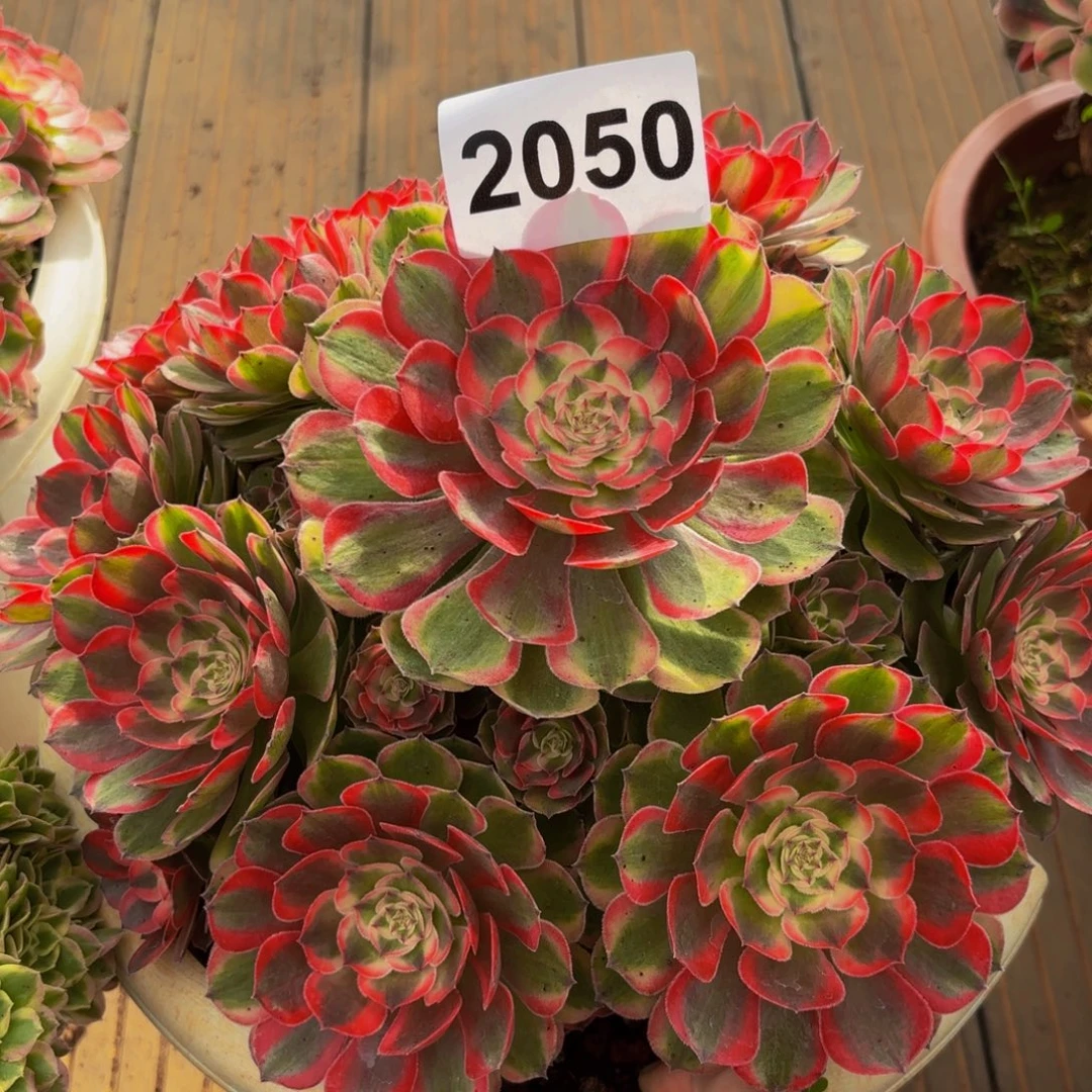 2050多肉植物荔枝变异