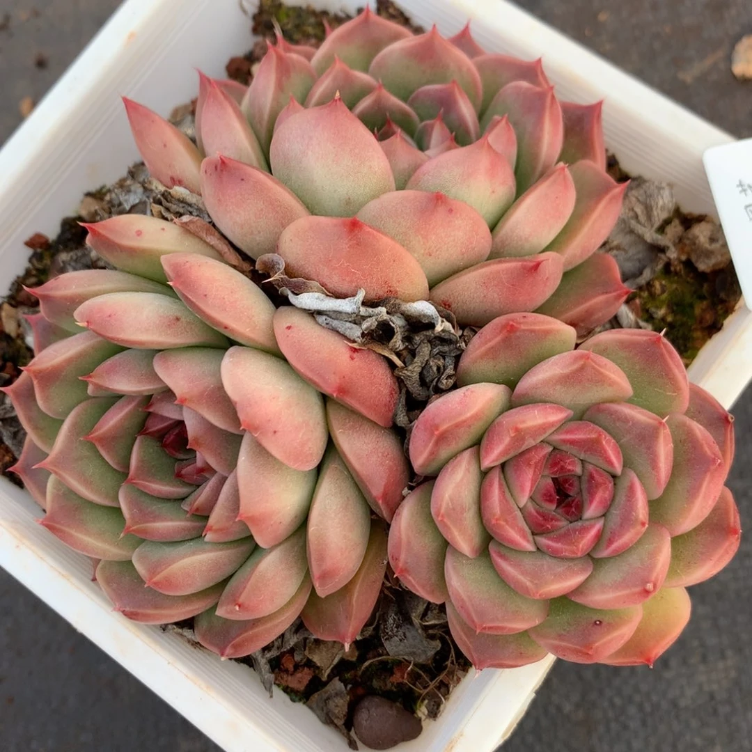 1319杂交精品基地11厘米