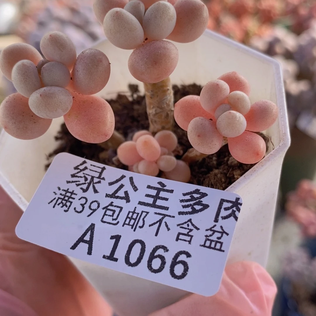 鱼子酱5cm1066多肉