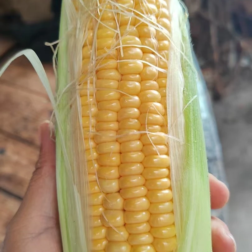 湖南平江新鲜玉米清甜爆汁现摘现发顺丰包邮