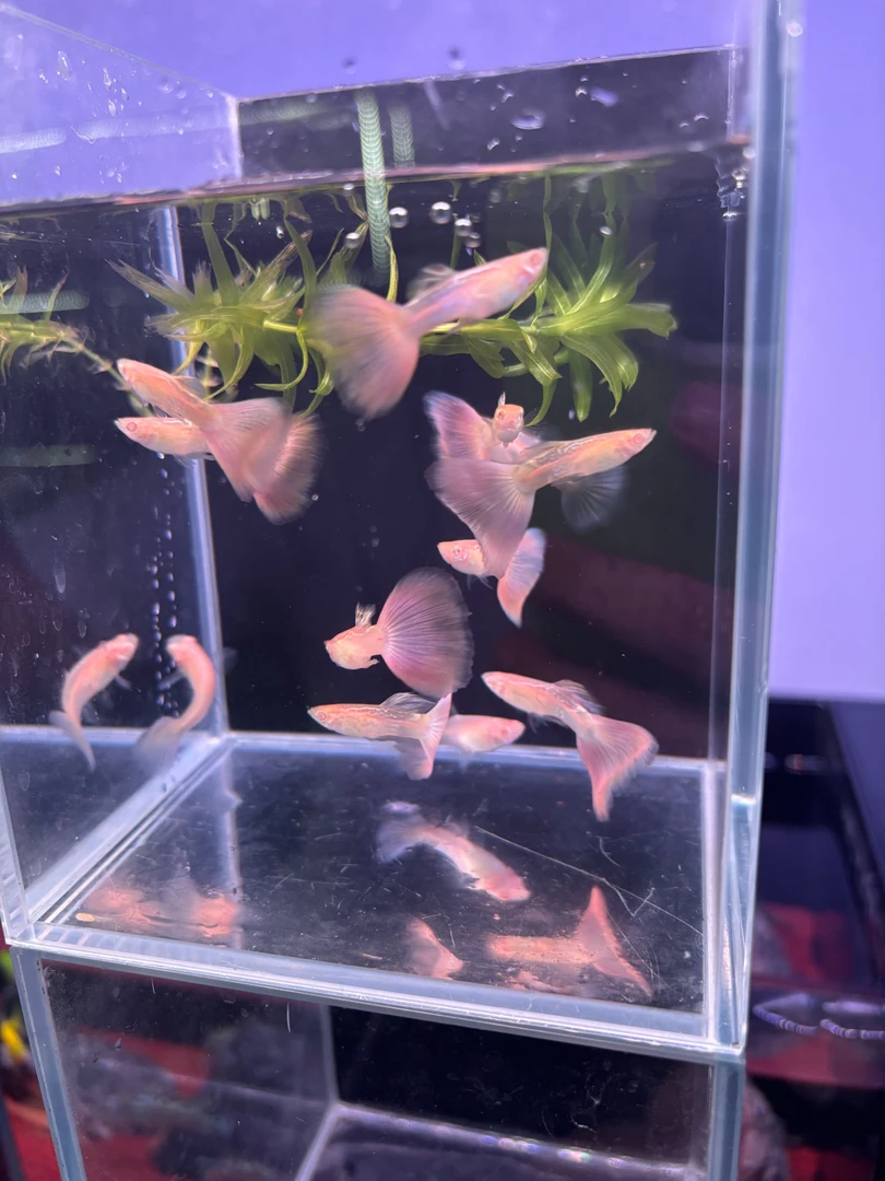 樱花粉3-4月孔雀鱼