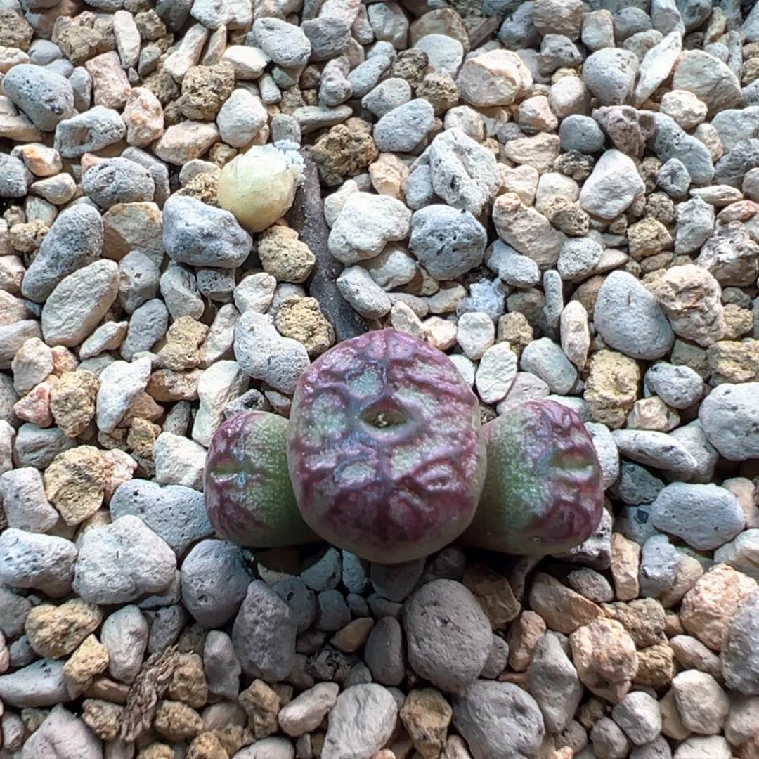 186铅笔画杂交一棵