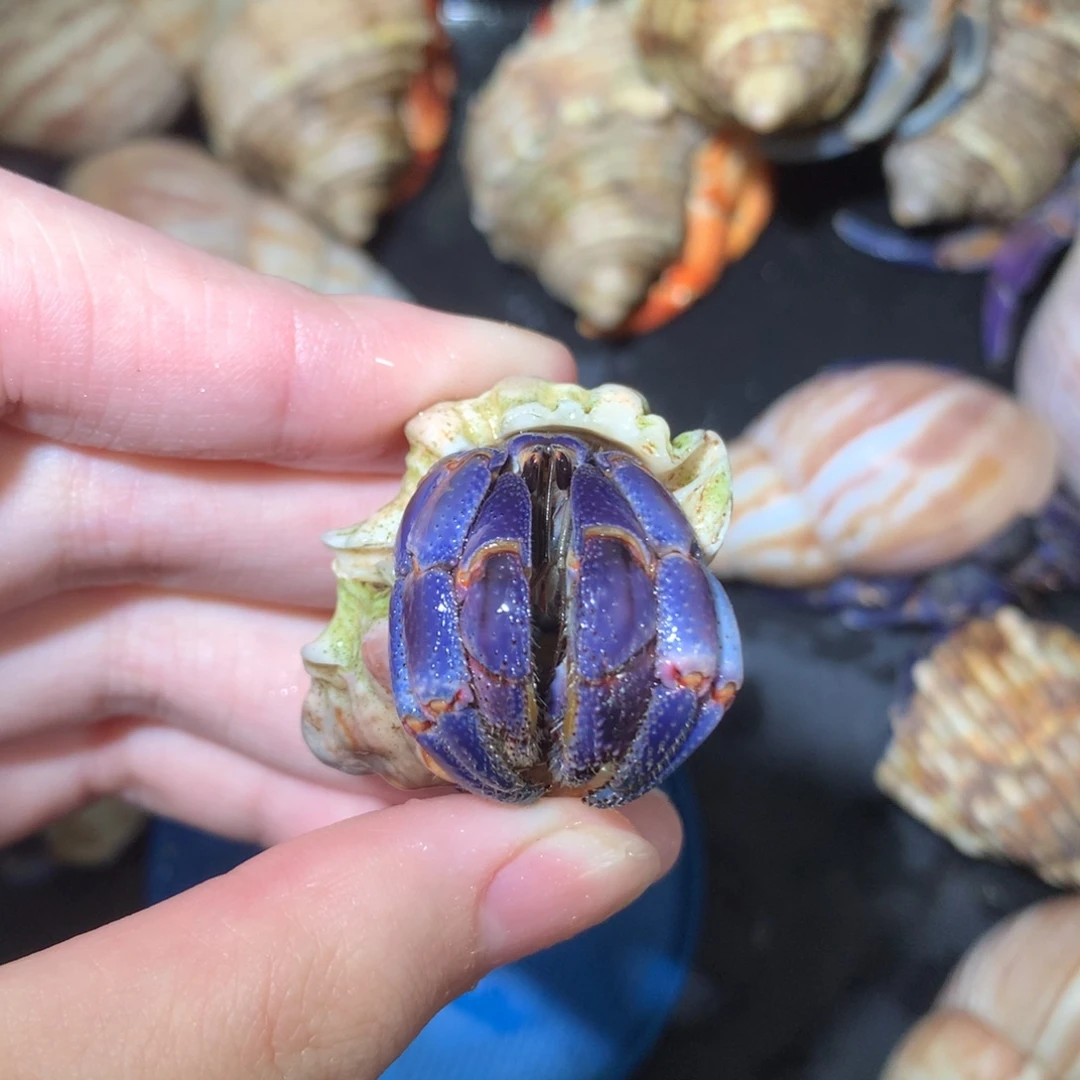 2.0浓颜紫粉中紫陆不退不换