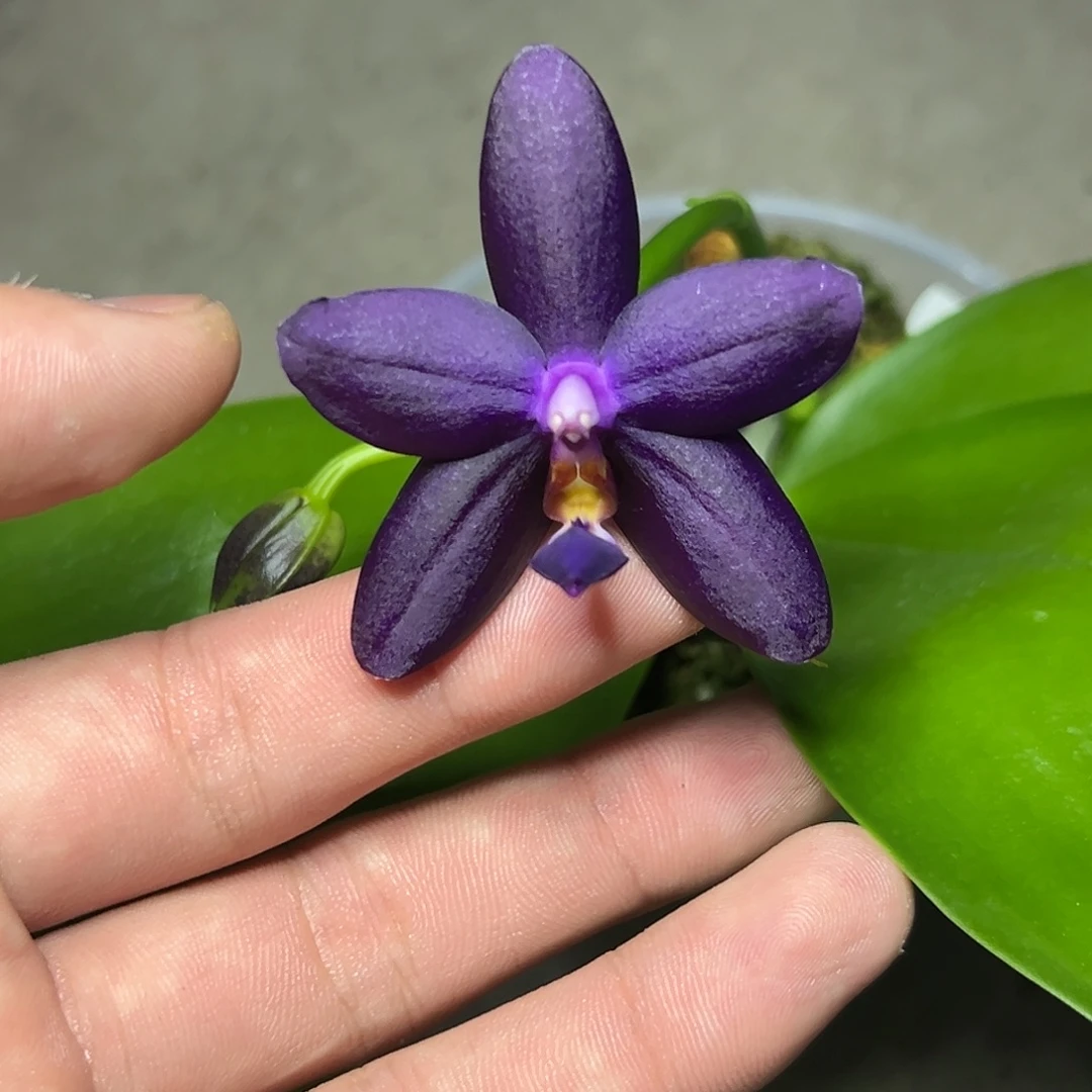 完全开放l734三寸