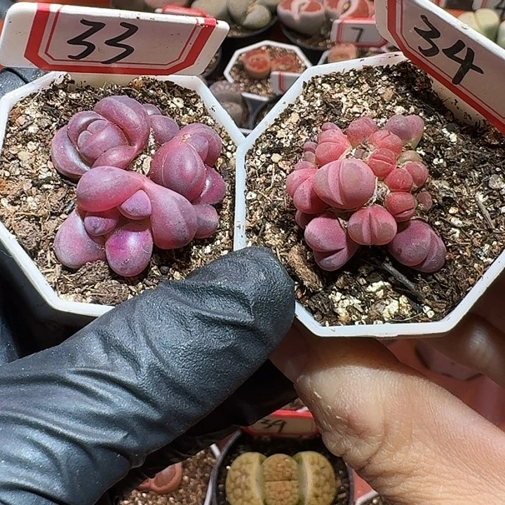 花****女生石花11111111。  270