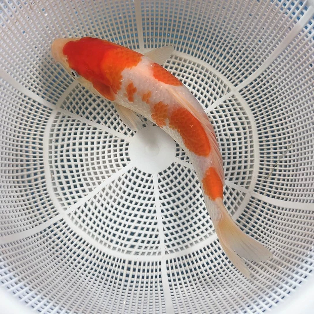 锦鲤鑫泓锦鲤养殖