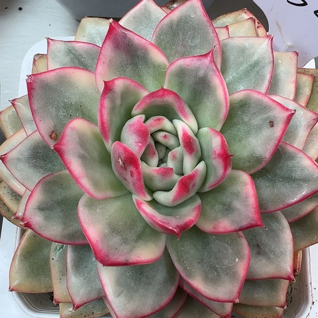 蔚蓝乌木锦多肉植物