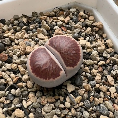 2272菊红窗全窗母本带盆土发货