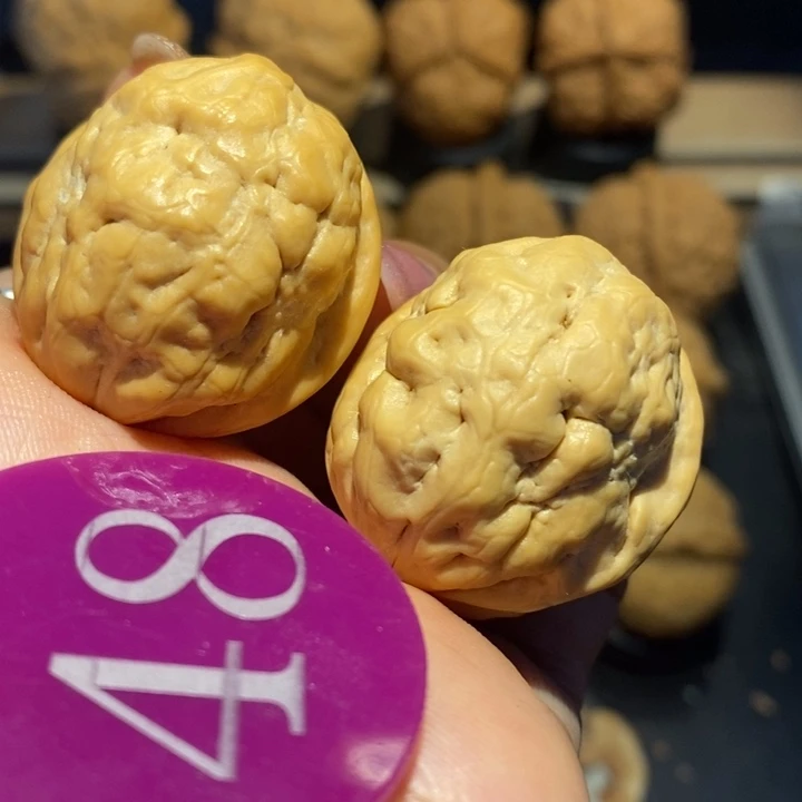 核桃肌肉娃娃尺寸30