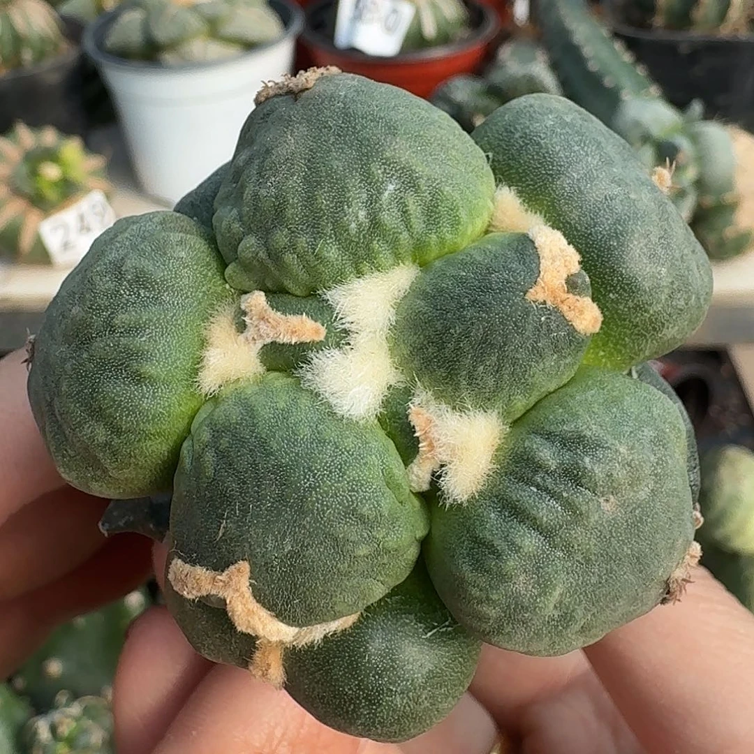 无花朵福利苗接蛋怒049