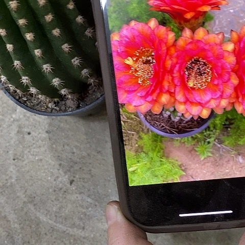 布尼塔毛花，25899000