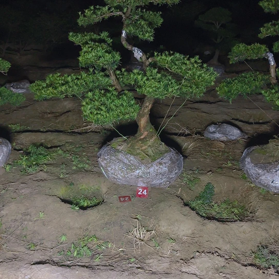 徐***能完全开放罗汉松，基地直发