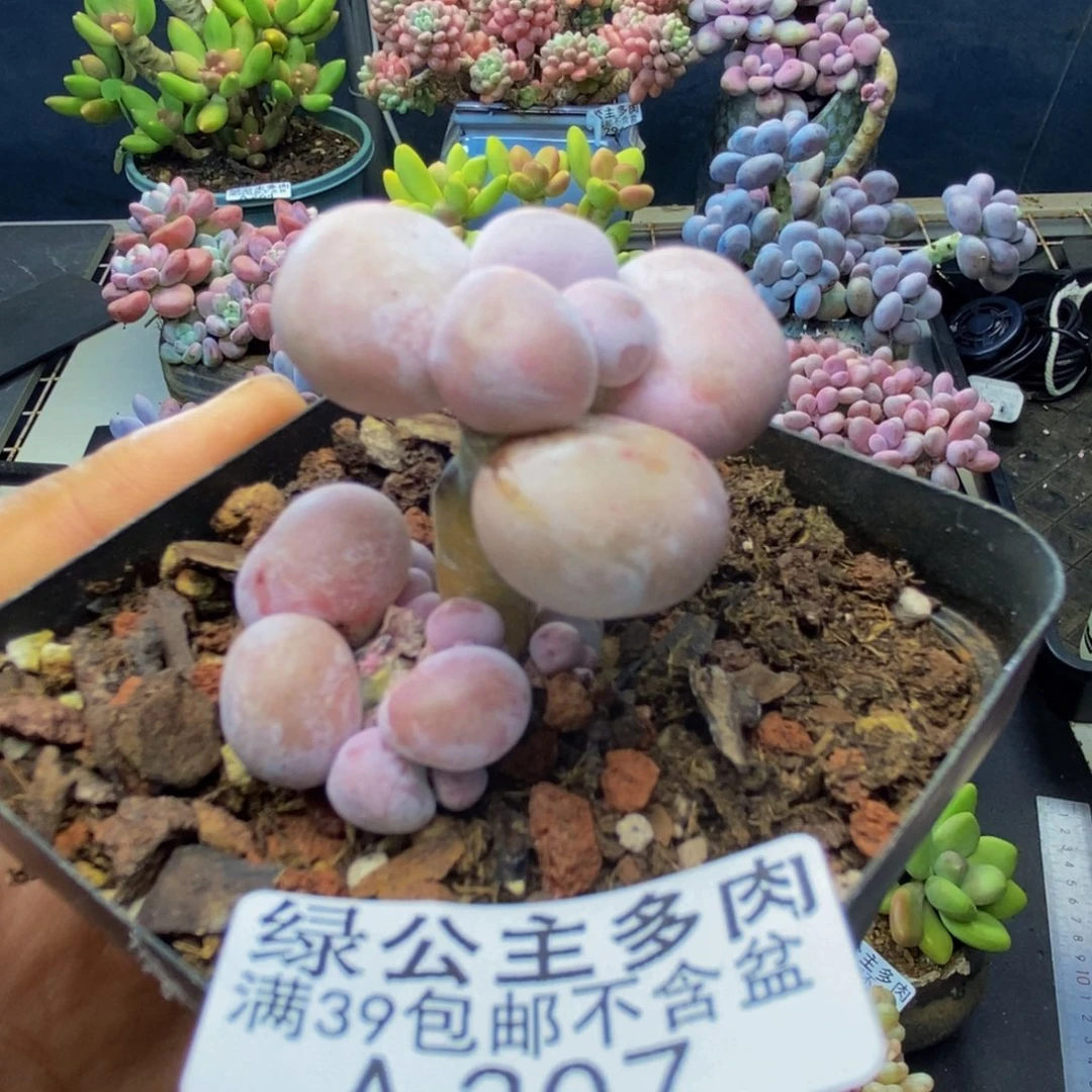 307橙奶多肉肉2c m