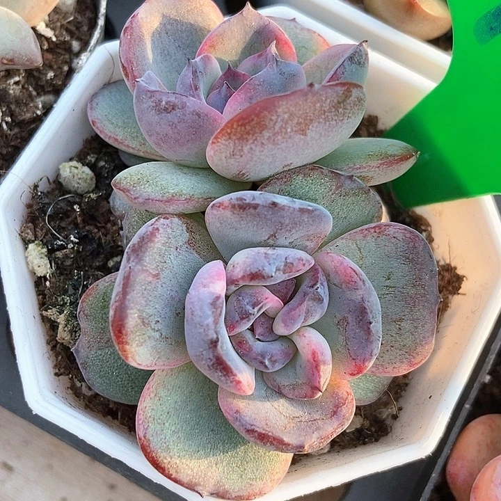 多肉植物黑橙子三头