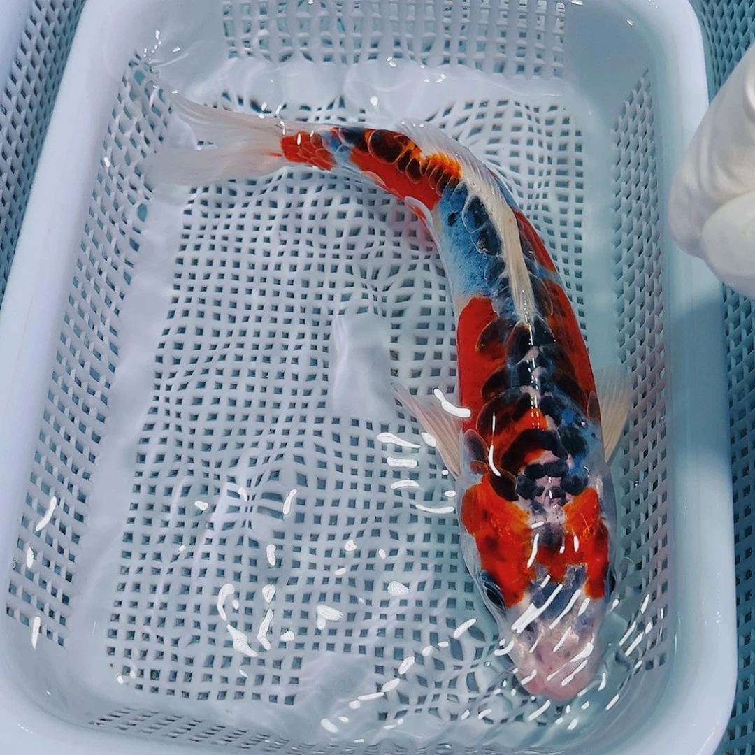 锦鲤锦鲤冷水观赏鱼111