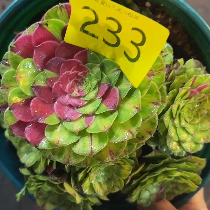 多肉植物福利来233个