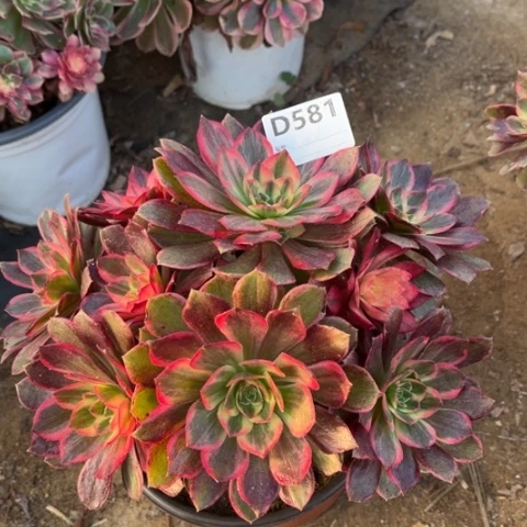 多肉植物黑魔锦捧花