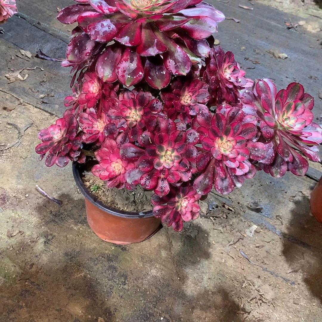 温*多肉多肉多肉多肉113