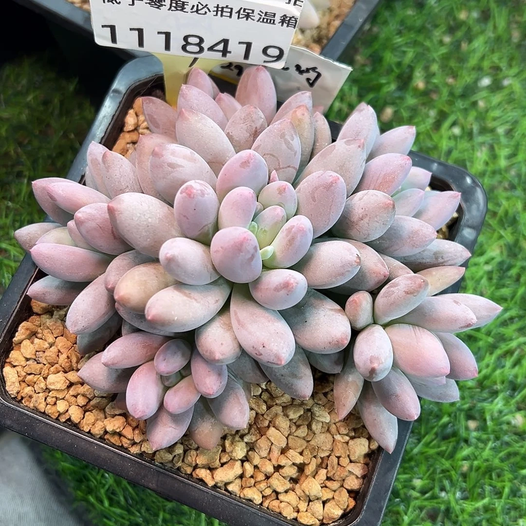 1118419  香所美人5捧1无砍