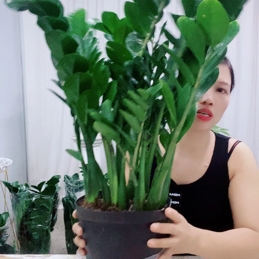 珍***人不开花植物21规格圆叶福利款