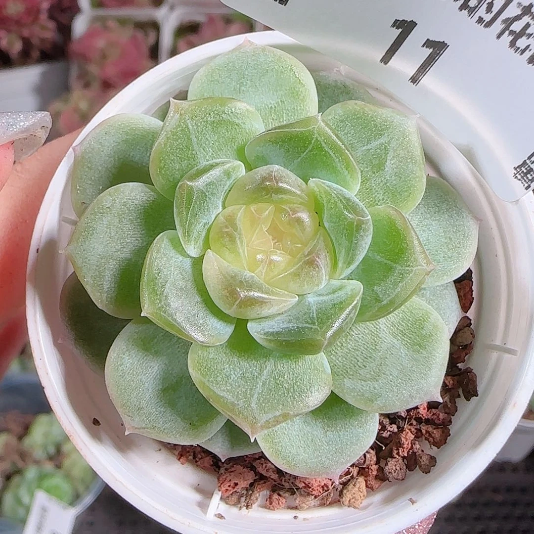 0715-,-11无尽灯糖心珍妮