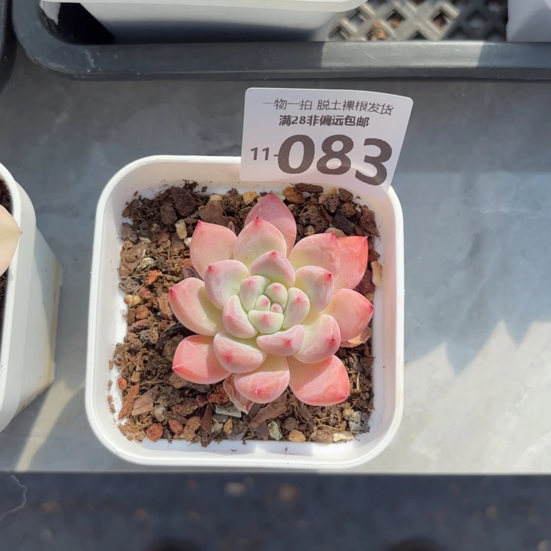 蛋吉老桩多肉多肉