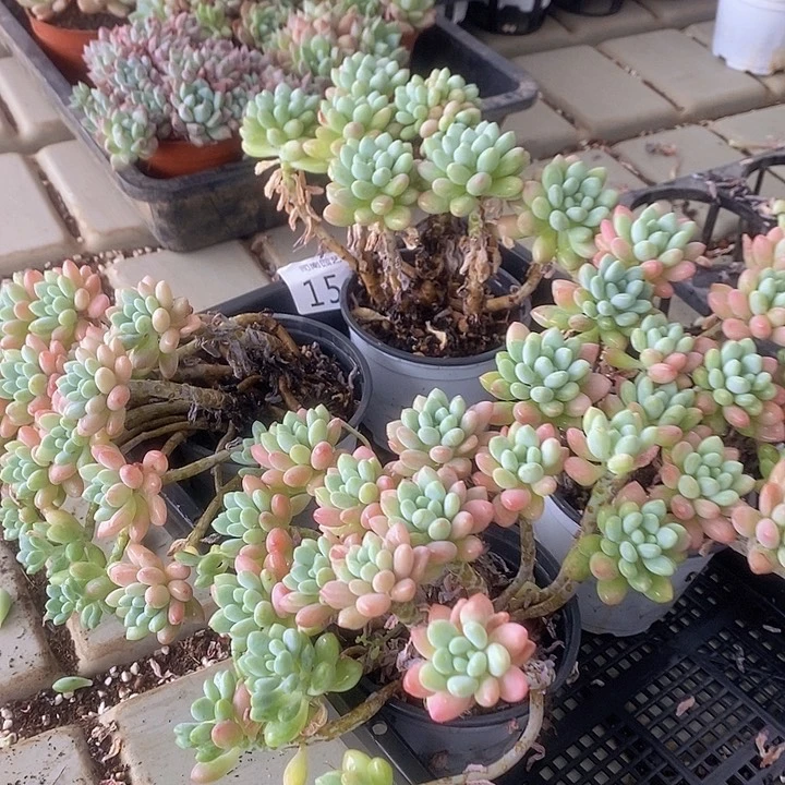 154 多肉植物盆栽花卉植物