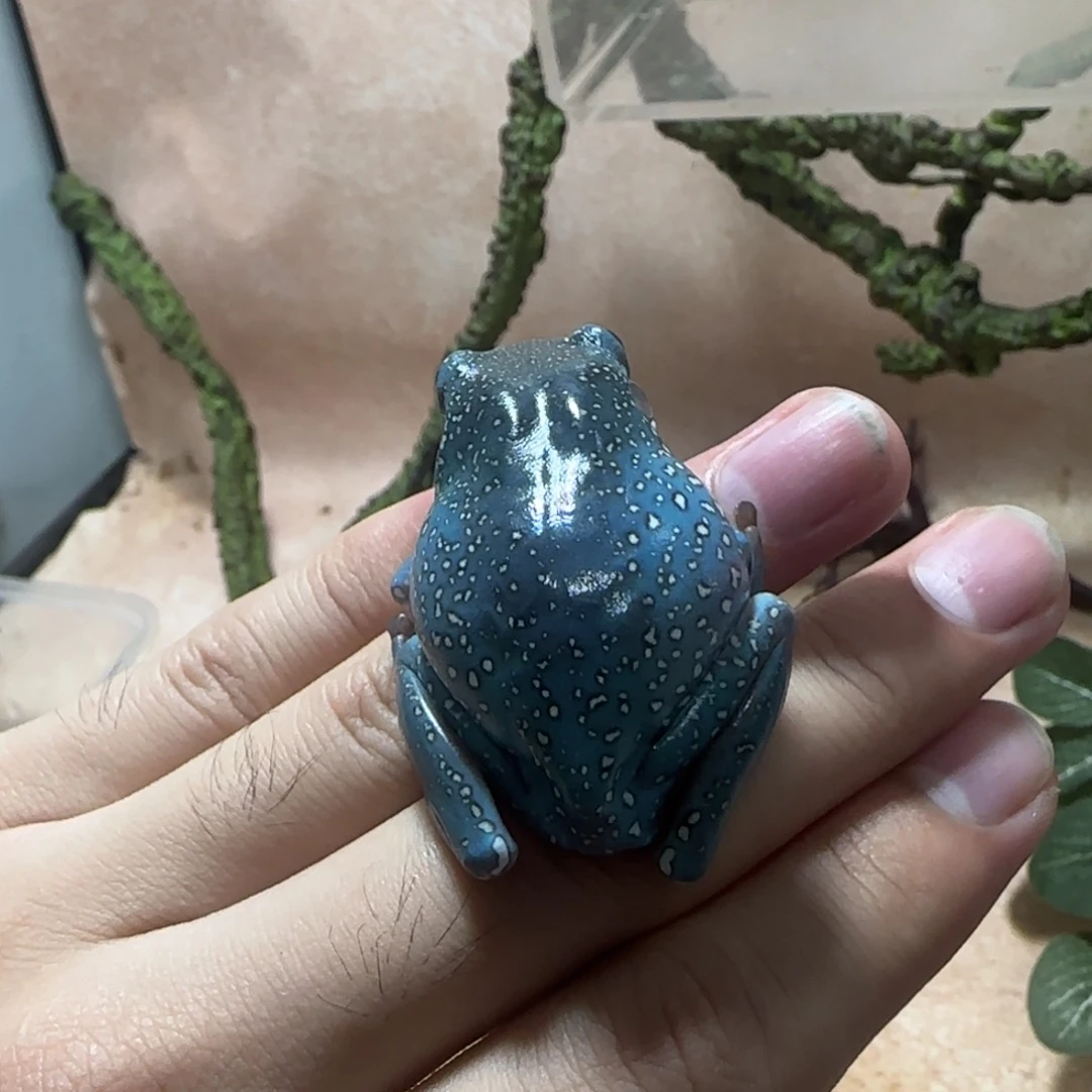 老爷树蛙圆暴雪特蓝