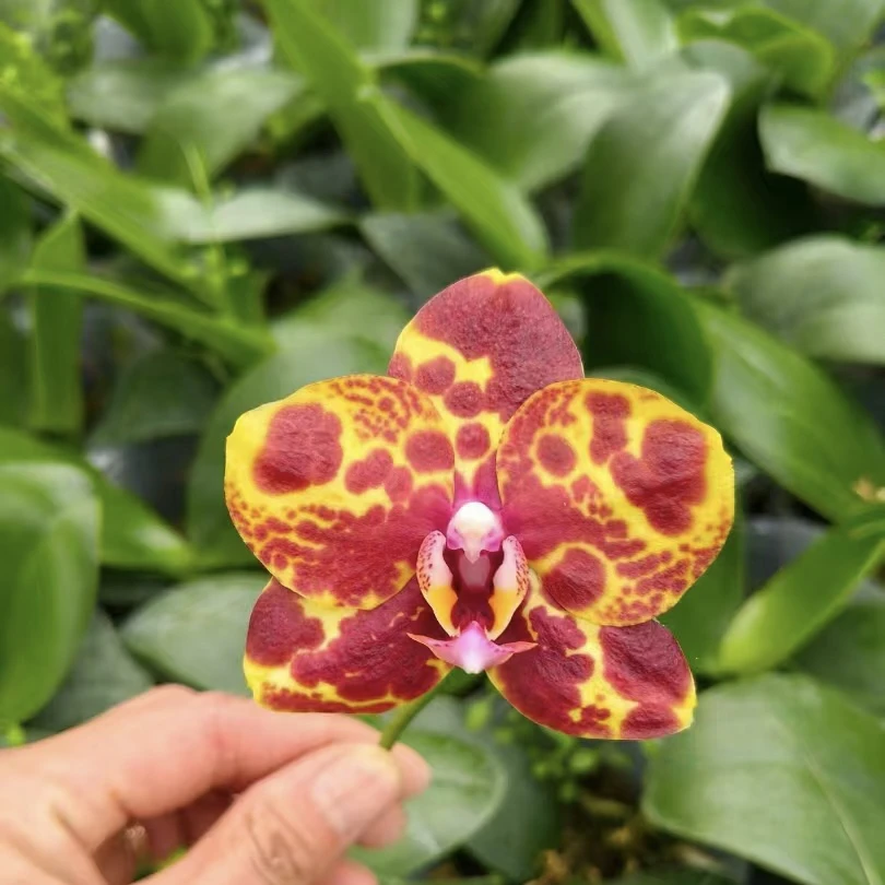 9号兰业【黄蟒】超蜡质续花品种 原生二代 3.0加高双剑苗