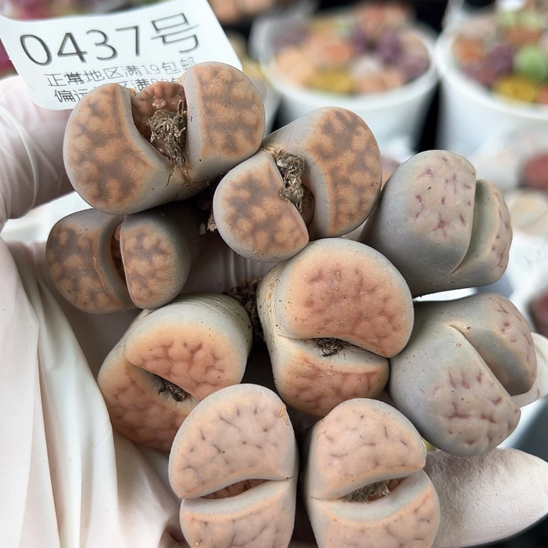 0437五年大双头四颗