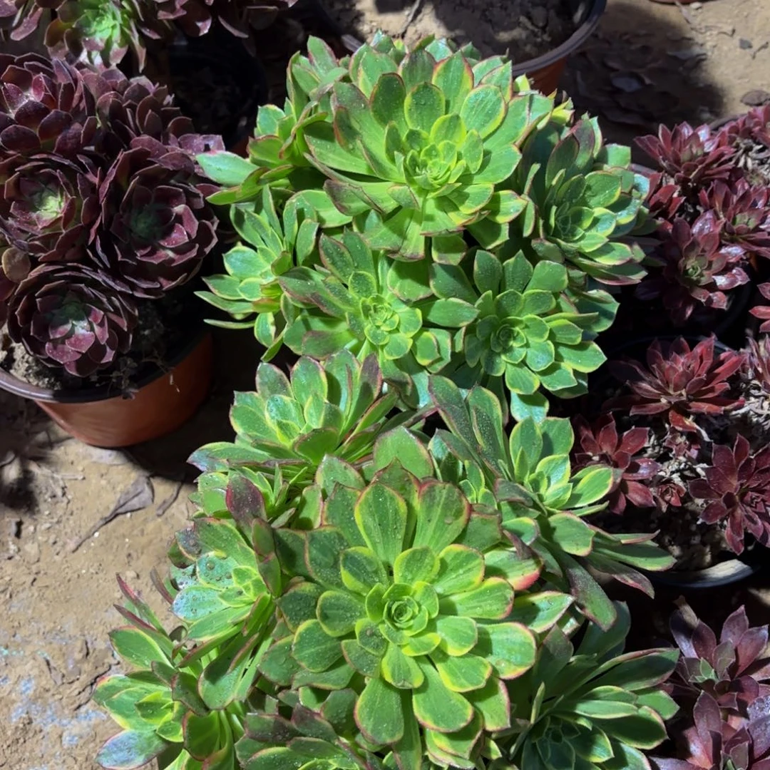 万花筒9.9多肉植物