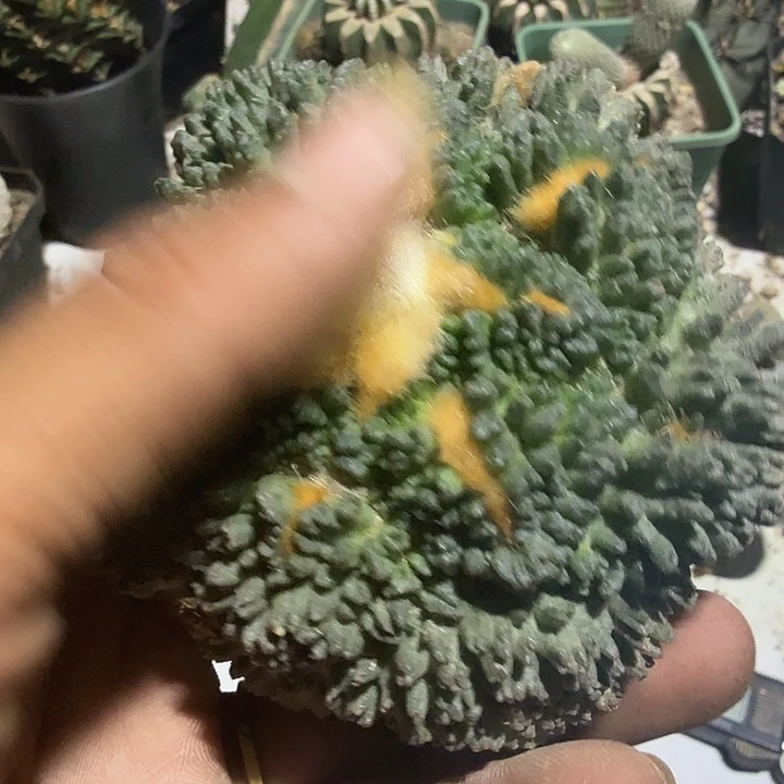 哥斯拉牡丹0104无根