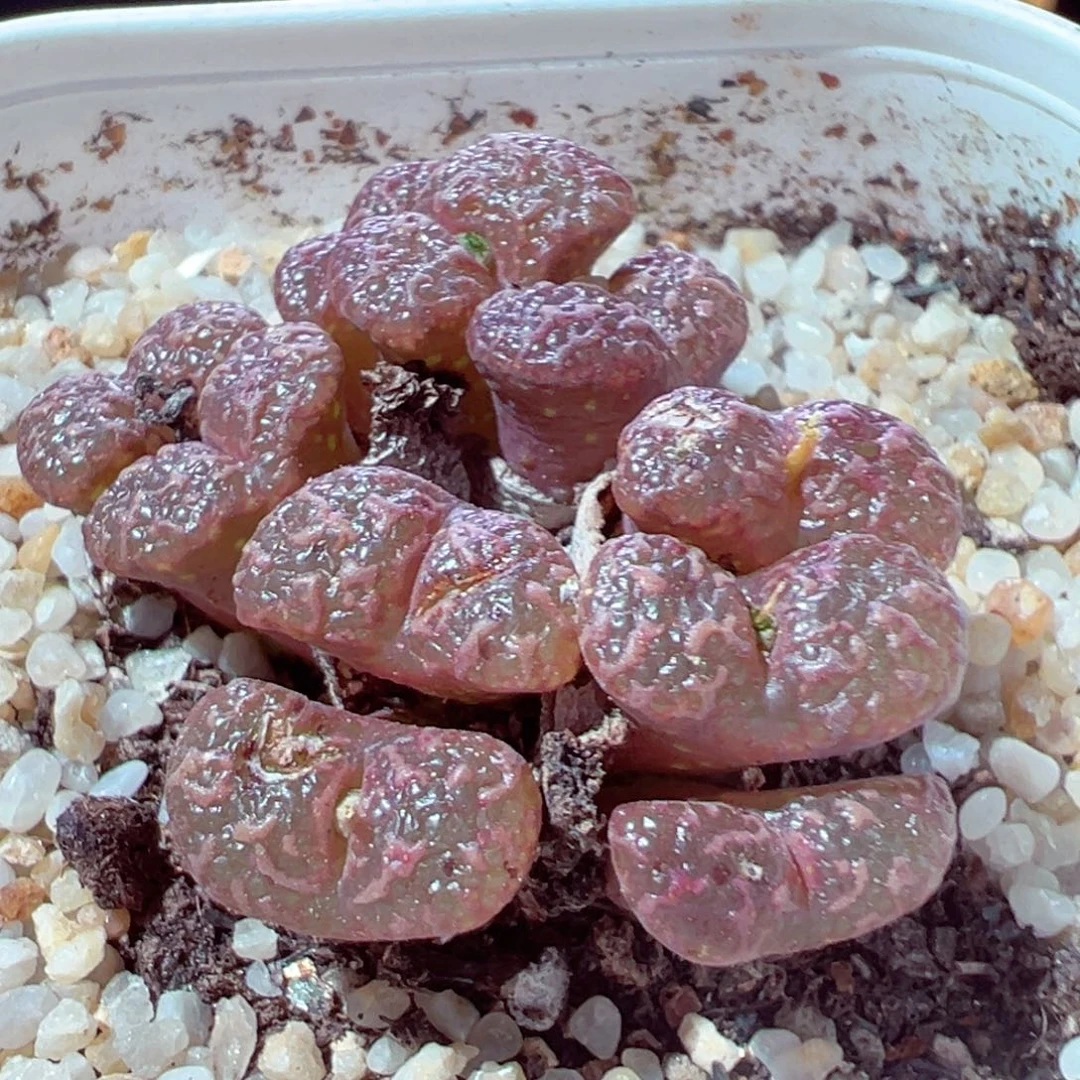 915-320多肉多肉多肉