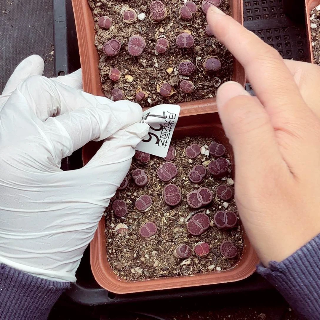 我就去看看这本了呀哈126