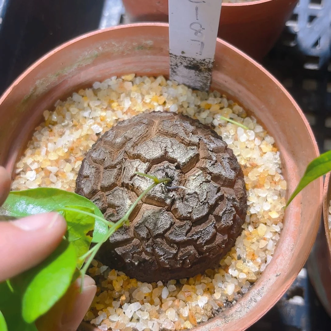 星****°潮流植物C187,