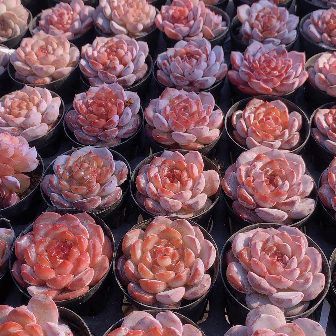 3颗冰魄23467889900000