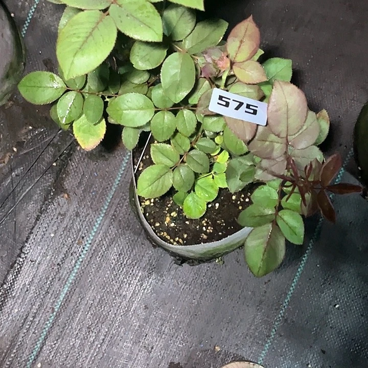 无花朵艾斯卡兰特575号